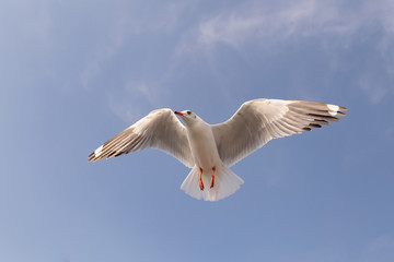 The herd of gulls is flying in the blue sky. Seagull migrated to the Gulf of Thailand during the winter at Bangpoo municipality, Samut Prakan province , Thailand.