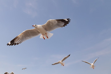 The herd of gulls is flying in the blue sky. Seagull migrated to the Gulf of Thailand during the winter at Bangpoo municipality, Samut Prakan province , Thailand.
