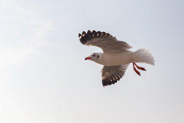 The herd of gulls is flying in the blue sky. Seagull migrated to the Gulf of Thailand during the winter at Bangpoo municipality, Samut Prakan province , Thailand.