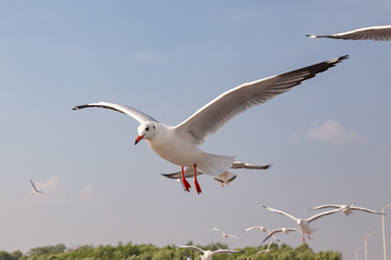 The herd of gulls is flying in the blue sky. Seagull migrated to the Gulf of Thailand during the winter at Bangpoo municipality, Samut Prakan province , Thailand.