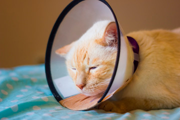 Thai white with red marks cat wearing cone on collar