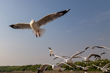 The herd of gulls is flying in the blue sky. Seagull migrated to the Gulf of Thailand during the winter at Bangpoo municipality, Samut Prakan province , Thailand.