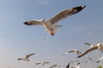 The herd of gulls is flying in the blue sky. Seagull migrated to the Gulf of Thailand during the winter at Bangpoo municipality, Samut Prakan province , Thailand.	