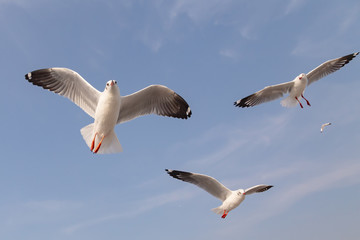 Fototapeta premium The herd of gulls is flying in the blue sky. Seagull migrated to the Gulf of Thailand during the winter at Bangpoo municipality, Samut Prakan province , Thailand.