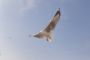 The herd of gulls is flying in the blue sky. Seagull migrated to the Gulf of Thailand during the winter at Bangpoo municipality, Samut Prakan province , Thailand.