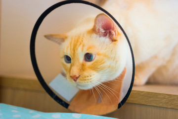 Thai white with red marks cat wearing cone on collar
