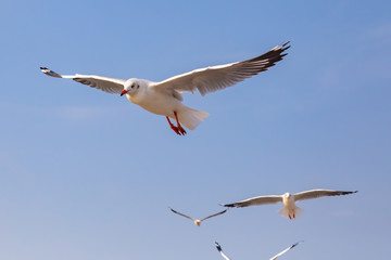 The herd of gulls is flying in the blue sky. Seagull migrated to the Gulf of Thailand during the winter at Bangpoo municipality, Samut Prakan province , Thailand.