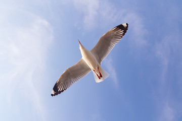 The herd of gulls is flying in the blue sky. Seagull migrated to the Gulf of Thailand during the winter at Bangpoo municipality, Samut Prakan province , Thailand.	