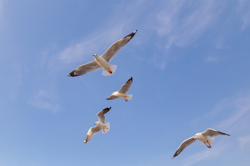 The herd of gulls is flying in the blue sky. Seagull migrated to the Gulf of Thailand during the winter at Bangpoo municipality, Samut Prakan province , Thailand.