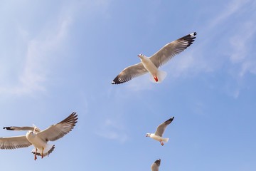 The herd of gulls is flying in the blue sky. Seagull migrated to the Gulf of Thailand during the winter at Bangpoo municipality, Samut Prakan province , Thailand.