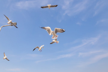 The herd of gulls is flying in the blue sky. Seagull migrated to the Gulf of Thailand during the winter at Bangpoo municipality, Samut Prakan province , Thailand.	