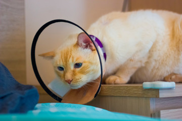 Thai white with red marks cat wearing cone on collar