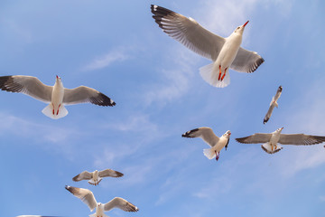 The herd of gulls is flying in the blue sky. Seagull migrated to the Gulf of Thailand during the winter at Bangpoo municipality, Samut Prakan province , Thailand.