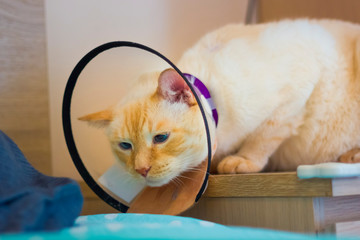Thai white with red marks cat wearing cone on collar
