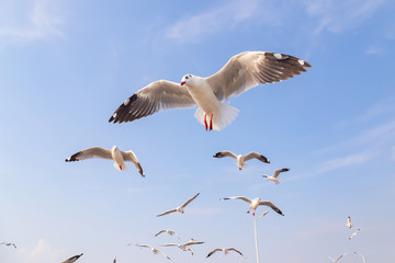 The herd of gulls is flying in the blue sky. Seagull migrated to the Gulf of Thailand during the winter at Bangpoo municipality, Samut Prakan province , Thailand.	