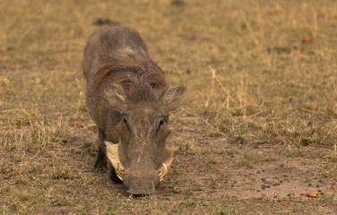 Warzenschwein, Textfreiraum