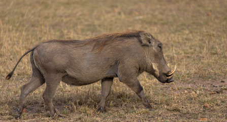 Warzenschwein, Seitenansicht