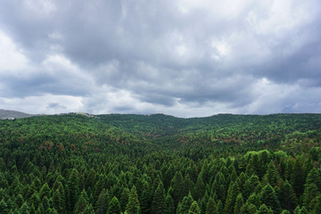 Up view of a green forest