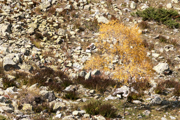 The old autumn tree on the stony lifeless slope of hill.