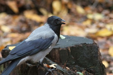 Autumn in the park