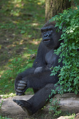 Western lowland gorilla (Gorilla gorilla gorilla)