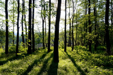 Trees in back light, Aigen Schlaegl, Austria