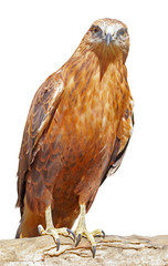beautiful mountain eagle