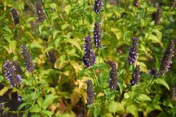 Agastache rugosa
