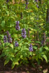 Agastache rugosa