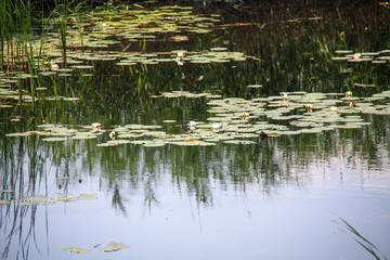 White water lilies bloom in the backwaters of a small river