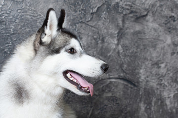 dog husky on a gray background. close-up