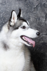 dog husky on a gray background. close-up