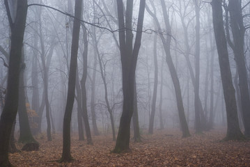 Fog in the autumn park