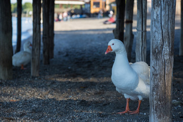 Bird on the shore of Lake Bracciano