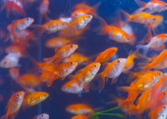 Obraz na płótnie Canvas Goldfish in aquarium