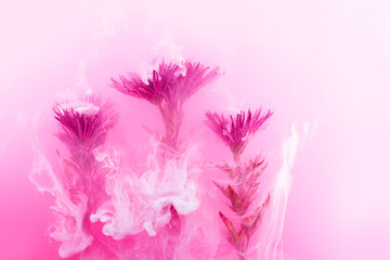 Fototapeta premium flower water background white aster chrysanthemums inside under paints acrylic purple lilac pink white smoke