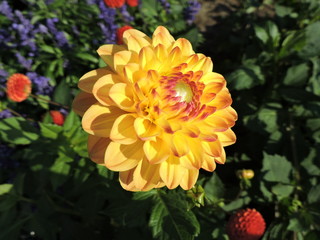orange dahlia in the garden