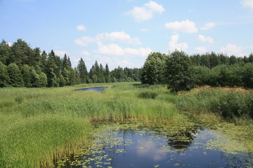 The river rushes through the reed field to the forest, and its water reflects the white clouds