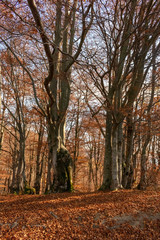 Big old beech trees in the autumn park. Red leaves lying on the ground. Thick, bright trunks of old trees stand out in the foreground.