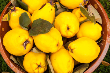 Large yellow quinces in a clay bowl on the green lawn with leaves.