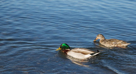 Bird on the shore of Lake Bracciano