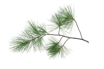 Naklejka premium Green pine tree branch isolated on white background.