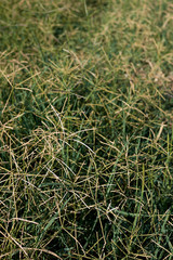Obraz premium Cynodon dactylon