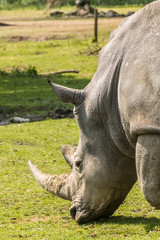 Fototapeta premium Rhinoceros feeding grass