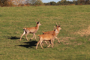 A small herd of farm deer runs along a green meadow with lush grass. Hunting for forest game. Protection of nature and the environment. The fauna of the ecosystem of the region with a temperate climat