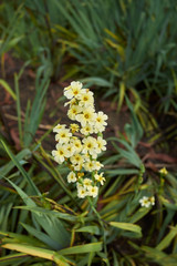 Sisyrinchium striatum