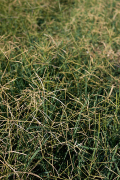 Cynodon dactylon