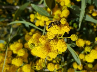 bee YELLOW