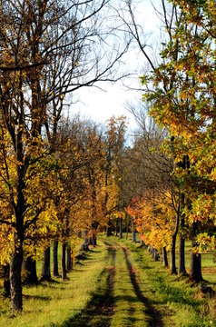 Avenue of trees in Aigen Schlaegl, Austria