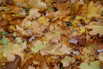 Herbst Blätter am Baum, an Ästen und auf dem Boden